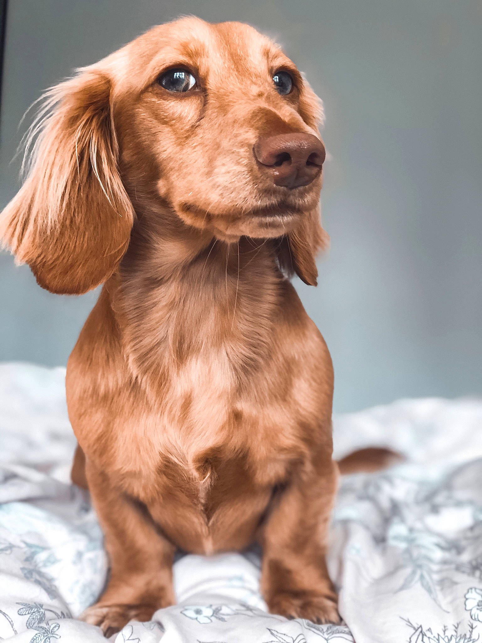 Baer joined the competition — help win amazing prizes! brown, canidae, carnivore, companion_dog, dog, dog_breed, fawn, fur, gun_dog, hunting_dog, liver, snout, sporting_group, terrestrial_animal, whiskers, wood, working_animal