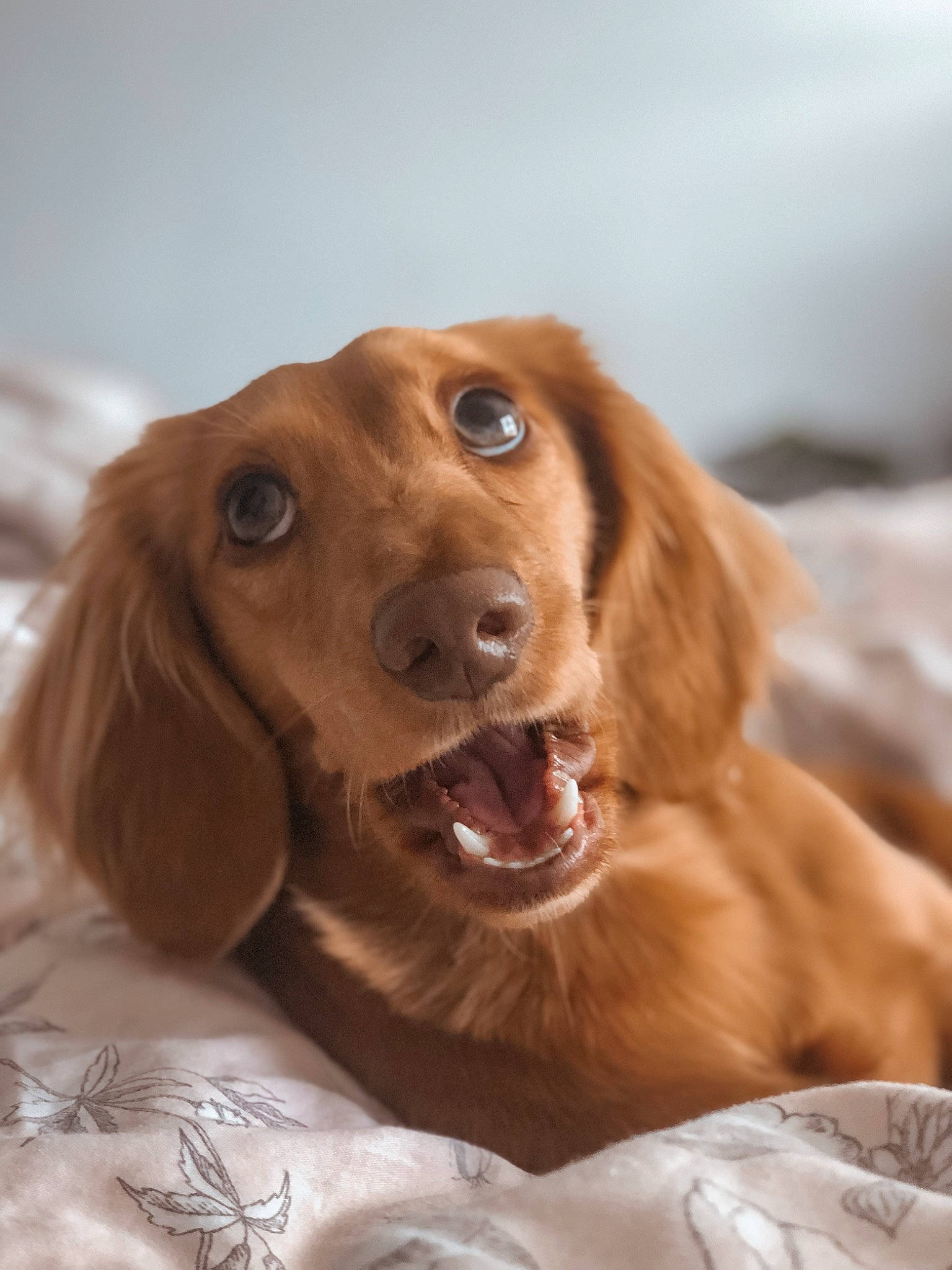 Baer joined the competition — help win amazing prizes! brown, canidae, carnivore, companion_dog, dog, dog_breed, ear, fawn, fur, gun_dog, hunting_dog, liver, snout, sporting_group, whiskers, wood, working_animal