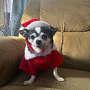Chico is registered to the contest to win money with this photo: dog, small_dog, chihuahua, santa_hat, christmas_outfit, red_clothing, tongue_out, pet, indoor, armchair, beige_furniture, curtains, window_light, cute, holiday, festive, animal, companion, portrait, smiling
