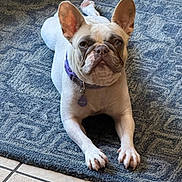 Honey Patino joined the competition — help win amazing prizes! animal, blue_rug, canine, collar, cute, dog, domestic_animal, ears_up, french_bulldog, indoor, laying_down, looking_at_camera, mammal, paw, pet, purple_collar, resting, rug, short_fur, tile_floor