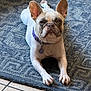 animal, blue_rug, canine, collar, cute, dog, domestic_animal, ears_up, french_bulldog, indoor, laying_down, looking_at_camera, mammal, paw, pet, purple_collar, resting, rug, short_fur, tile_floor