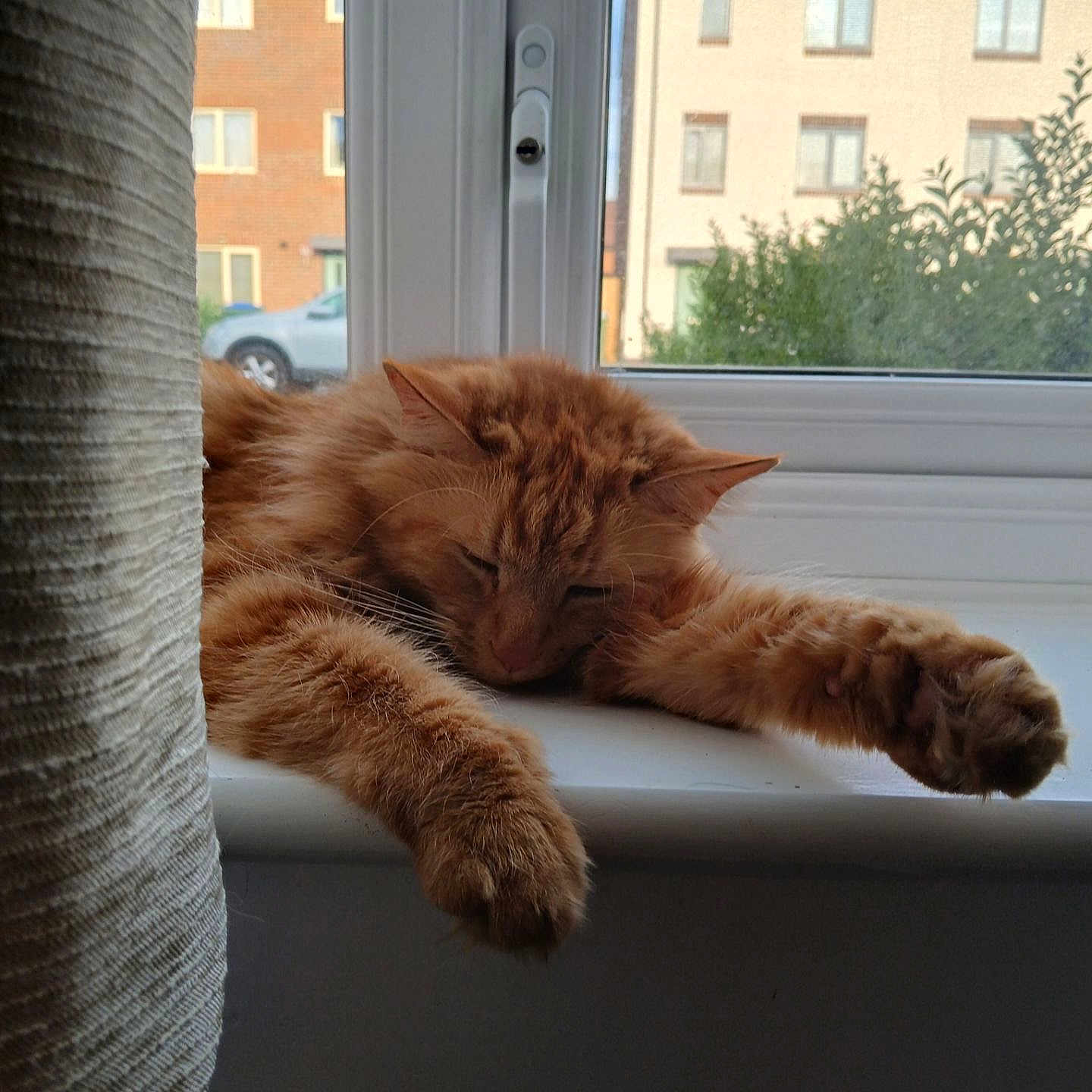 Peanut is registered to the contest to win money with this photo: animal, architecture, building, cat, city, condo, couch, furniture, housing, indoors, interiordesign, kitten, manx, person, pet, plant, pottedplant, urban, window, windowsill