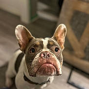 Iris Mae is registered to the contest to win money with this photo: dog, french_bulldog, pet, close_up, indoor, brown, white, ears, face, nose, whiskers, collar, floor, looking_up, cute, animal, canine, portrait, expression, blurred_background