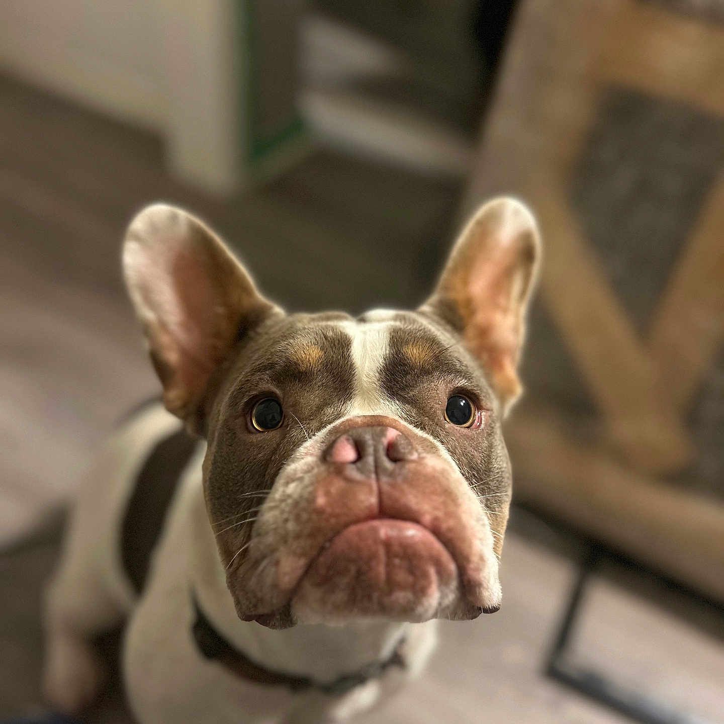 Iris Mae is registered to the contest to win money with this photo: dog, french_bulldog, pet, close_up, indoor, brown, white, ears, face, nose, whiskers, collar, floor, looking_up, cute, animal, canine, portrait, expression, blurred_background