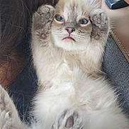 Allie joined the competition — help win amazing prizes! animal, cat, close_up, cozy, cute, ears, expression, face, fluffy, fur, furry, indoor, kitten, lying_down, paws, pet, pink_nose, relaxed, soft, whiskers