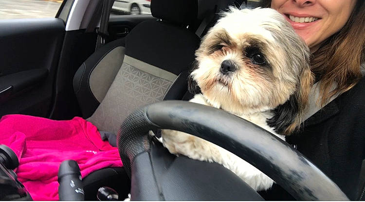 Nan Sha participe au concours pour gagner de l'argent avec cette photo : canidae, car, car_seat, carnivore, chinese_imperial_dog, companion_dog, dog, dog_breed, fur, lhasa_apso, lowchen, non_sporting_group, petit_basset_griffon_vendeen, puppy, rare_breed_dog, seat_belt, shih_tzu, snout, toy_dog, vehicle
