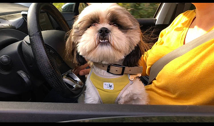 Nan Sha participe au concours pour gagner de l'argent avec cette photo : canidae, car, car_seat, carnivore, chinese_imperial_dog, companion_dog, dog, dog_breed, lhasa_apso, lowchen, mammal, non_sporting_group, petit_basset_griffon_vendeen, puppy, puppy_love, seat_belt, shih_tzu, snout, toy_dog, vehicle