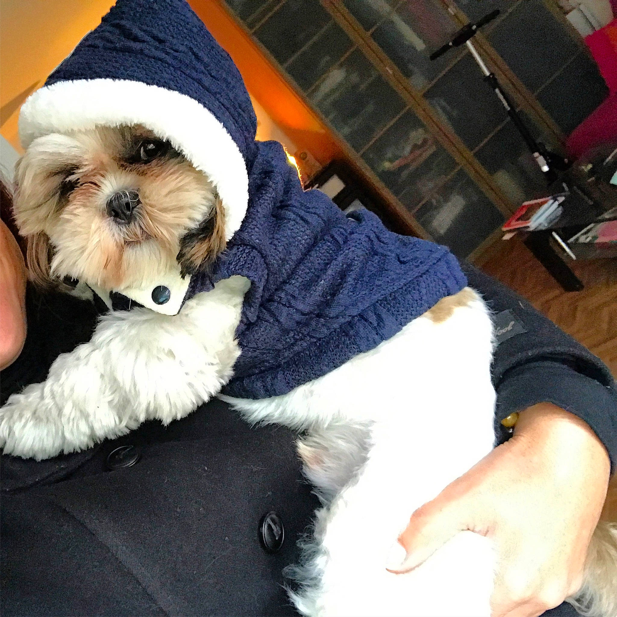 Nan Sha a rejoint le concours — aidez-le/la à gagner de superbes lots ! canidae, carnivore, chinese_imperial_dog, companion_dog, dog, dog_breed, dog_clothes, fur, lhasa_apso, maltepoo, maltese, mammal, petit_basset_griffon_vendeen, puppy, puppy_love, shih_tzu, snout, toy_dog, yorkshire_terrier