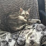 cat, animal, pet, feline, fur, blanket, pattern, indoor, resting, relaxed, couch, fabric, texture, striped, home, cozy, domestic, cute, sleepy, eyes
