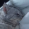 cat, dog, bed, bedding, resting, gray_cat, small_dog, indoor, pet, animal, fur, relaxed, sleepy, cozy, white_sheet, closeup, companion, domestic, cute, calm
