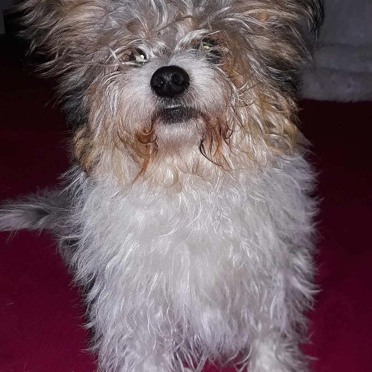 Lylie participe au concours pour gagner de l'argent avec cette photo : dog, pet, fluffy, curious, ears, fur, animal, indoor, small_dog, cute, mammal, face, sitting, portrait, whiskers, companion, furry, domestic_animal, paw, canine