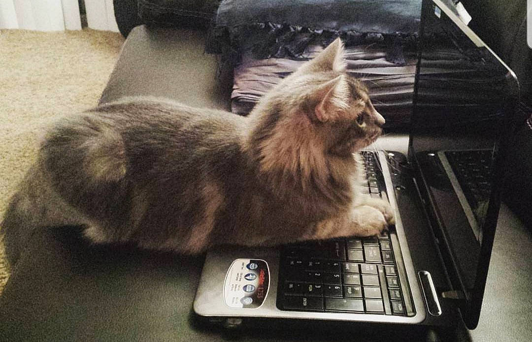 Cleocatra is registered to the contest to win money with this photo: carnivore, cat, domestic_short_haired_cat, european_shorthair, felidae, kitten, maine_coon, small_to_medium_sized_cats, whiskers