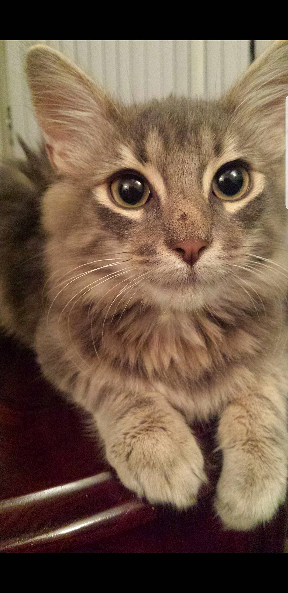 Cleocatra is registered to the contest to win money with this photo: american_curl, asian, asian_semi_longhair, british_longhair, british_semi_longhair, carnivore, cat, domestic_long_haired_cat, domestic_short_haired_cat, european_shorthair, felidae, kitten, mammal, norwegian_forest_cat, siberian, small_to_medium_sized_cats, snout, tabby_cat, vertebrate, whiskers