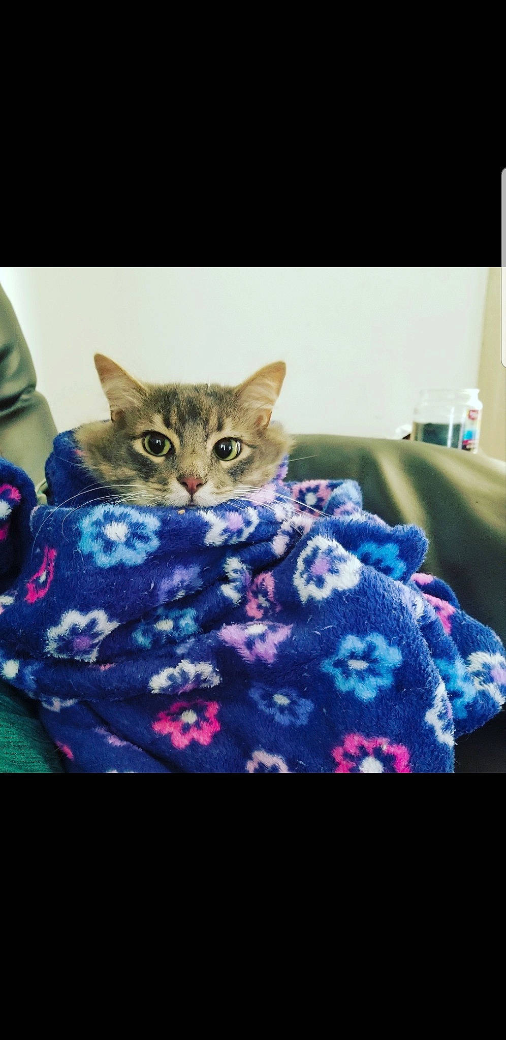 Cleocatra joined the competition — help win amazing prizes! american_shorthair, asian, blanket, carnivore, cat, chausie, domestic_short_haired_cat, dragon_li, european_shorthair, felidae, fur, furniture, kitten, nap, pixie_bob, small_to_medium_sized_cats, snapshot, tabby_cat, textile, whiskers