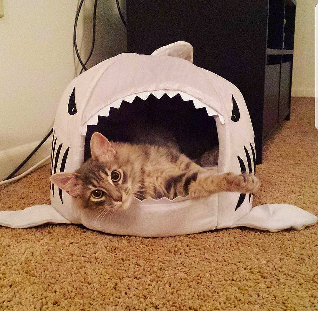 Cleocatra is registered to the contest to win money with this photo: asian, carnivore, cat, cat_bed, cat_supply, domestic_short_haired_cat, ear, european_shorthair, felidae, fur, head, kitten, linens, paw, small_to_medium_sized_cats, tabby_cat, tail, whiskers