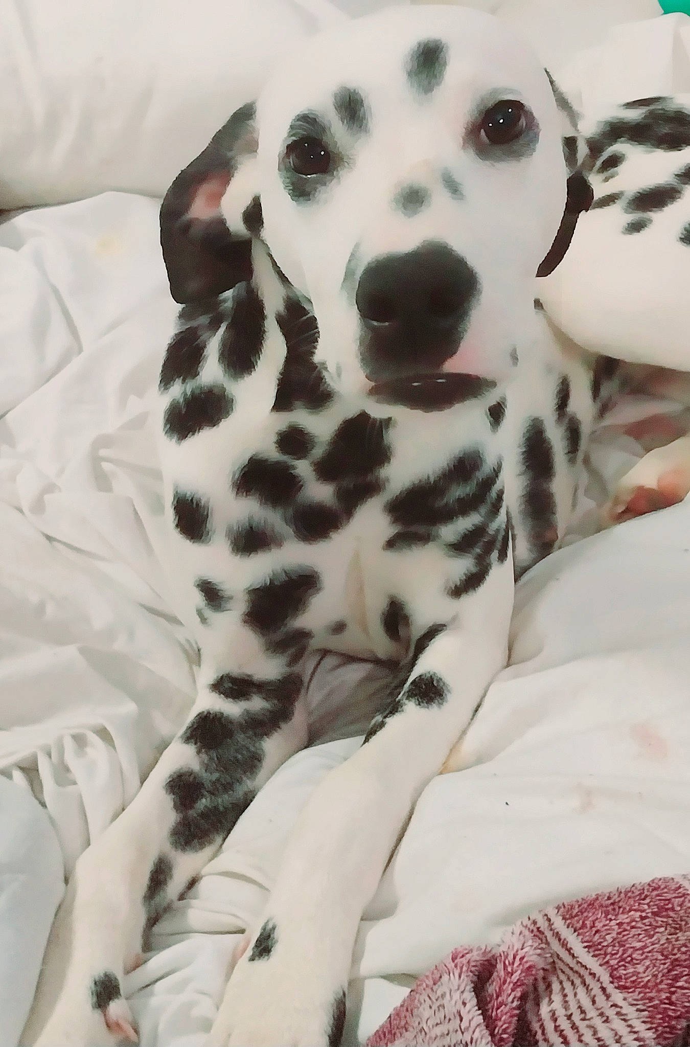 Bambi joined the competition — help win amazing prizes! canidae, carnivore, comfort, companion_dog, dalmatian, dog, dog_breed, fur, monochrome_photography, non_sporting_group, pattern, paw, snout, sporting_group, terrestrial_animal, whiskers, white, working_animal