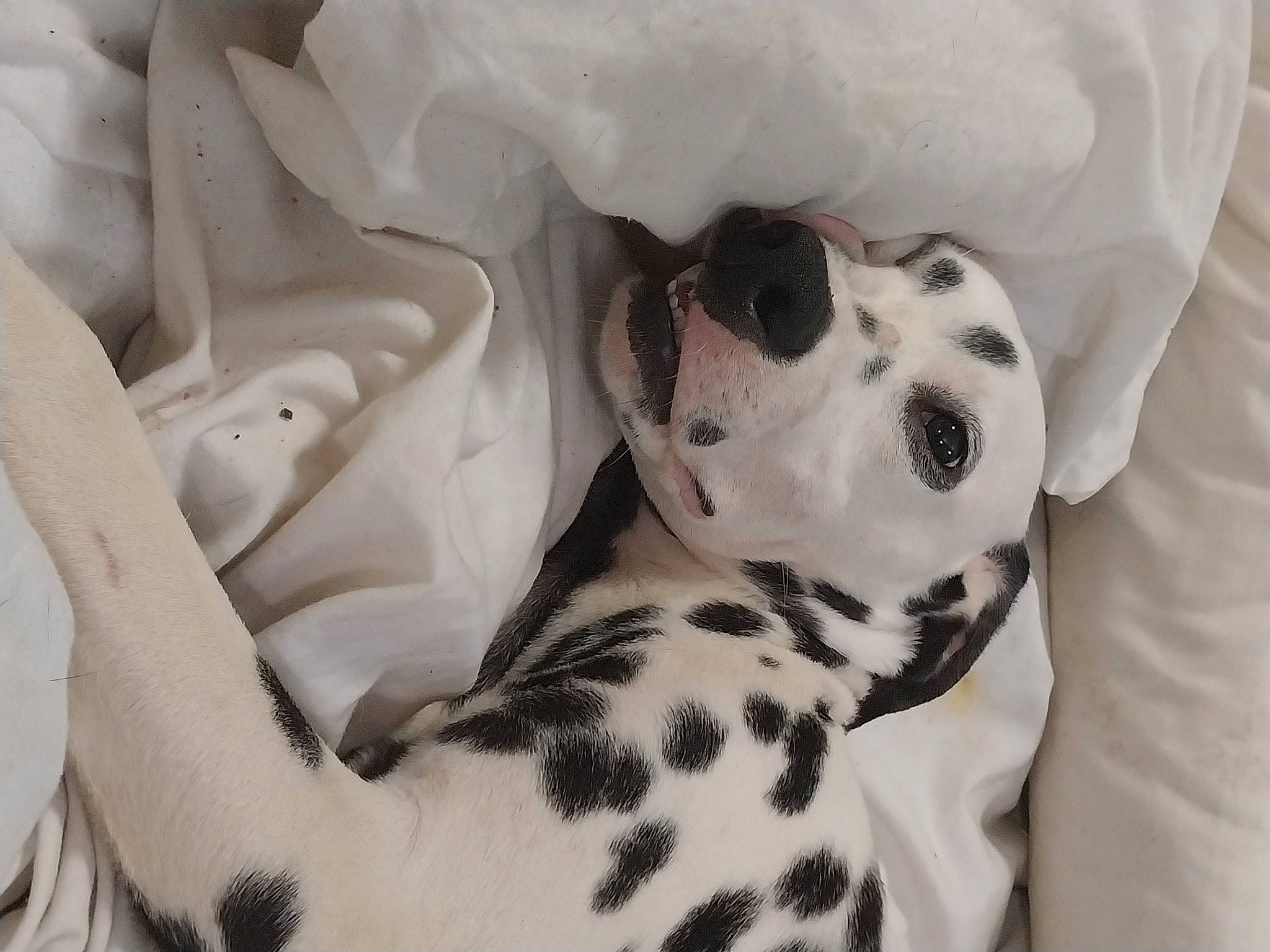 Bambi is registered to the contest to win money with this photo: canidae, carnivore, comfort, companion_dog, dalmatian, dog, dog_breed, fawn, fur, monochrome, monochrome_photography, non_sporting_group, pattern, snout, sporting_group, terrestrial_animal, whiskers, white, working_animal