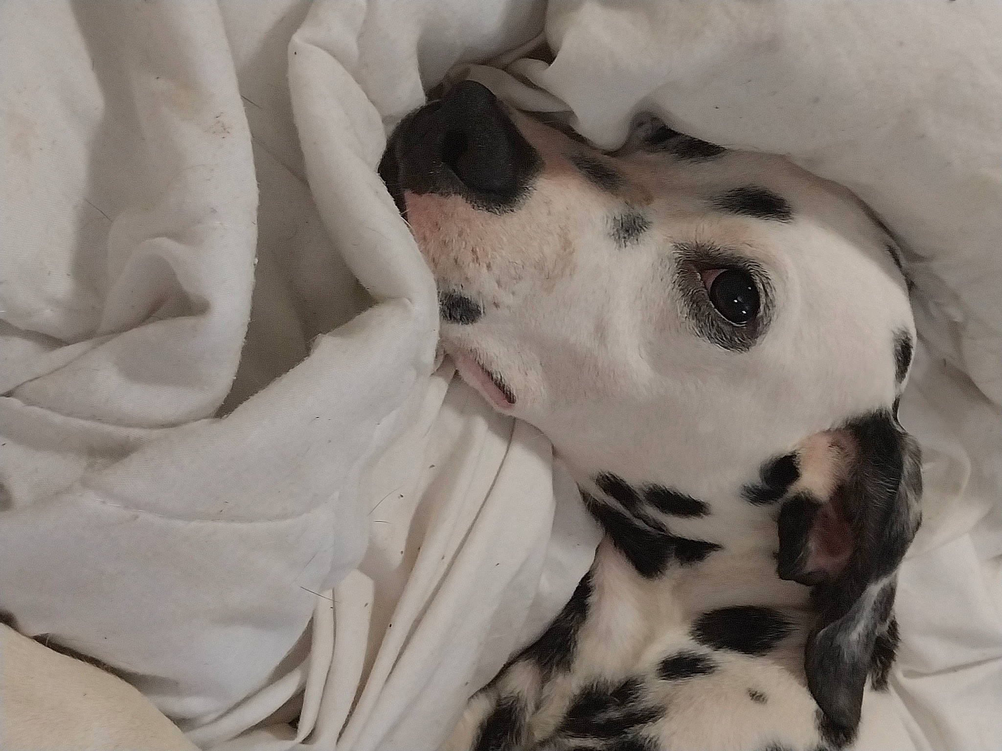 Bambi is registered to the contest to win money with this photo: canidae, carnivore, comfort, companion_dog, dalmatian, dog, dog_breed, fawn, fur, monochrome, non_sporting_group, terrestrial_animal, whiskers, working_animal