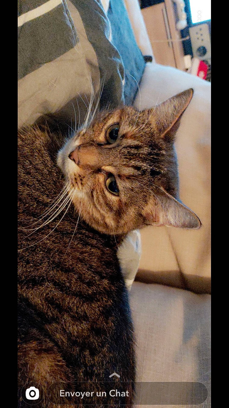 Mimine a rejoint le concours — aidez-le/la à gagner de superbes lots ! aegean_cat, asian, california_spangled, carnivore, cat, close_up, domestic_short_haired_cat, dragon_li, european_shorthair, facial_expression, felidae, kitten, mammal, pixie_bob, small_to_medium_sized_cats, snout, tabby_cat, vertebrate, whiskers, wild_cat