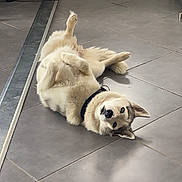 Okland participe au concours pour gagner de l'argent avec cette photo : animal, black_collar, blue_eyes, canine, collar, dog, floor, fluffy, fur, head, home, indoor, looking_at_camera, lying_down, paw, pet, playful, relaxed, tile_floor, white_door