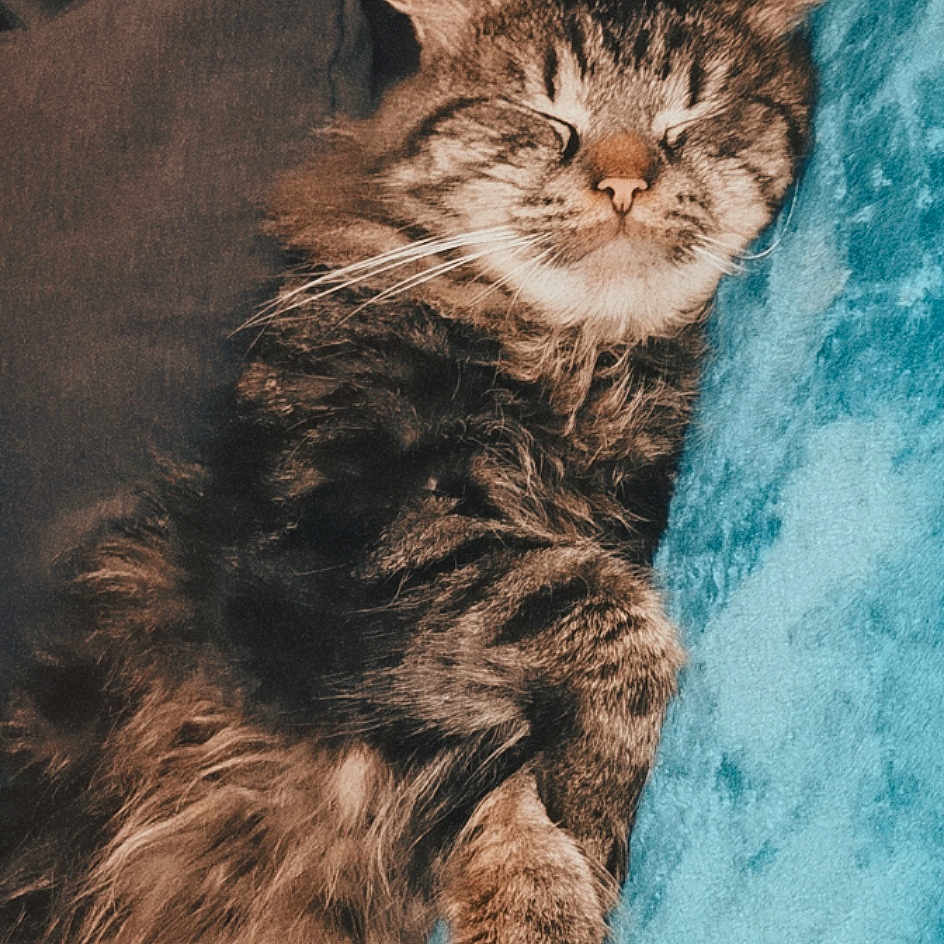 Charo
