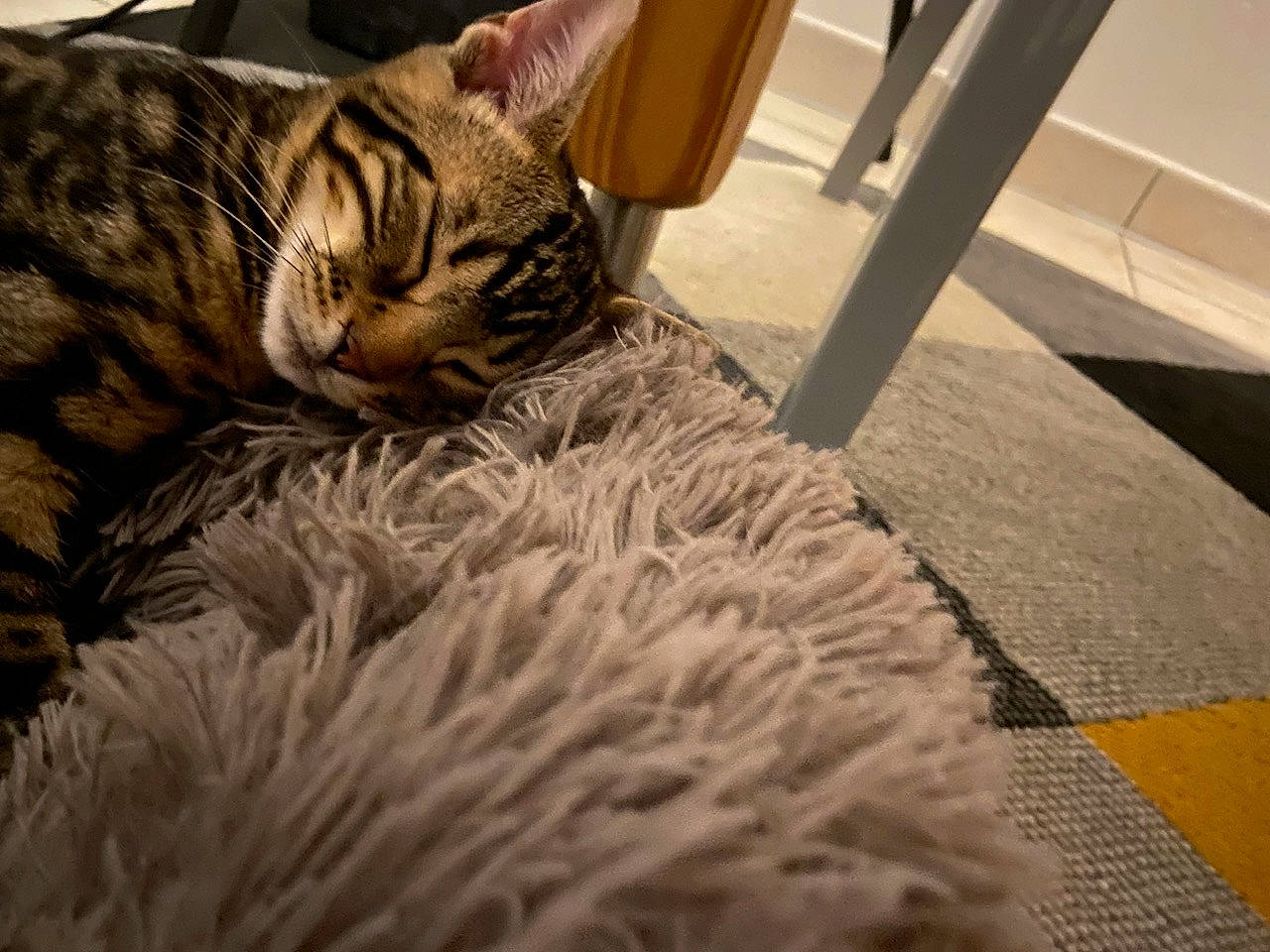 Alba a rejoint le concours — aidez-le/la à gagner de superbes lots ! carnivore, cat, comfort, domestic_short_haired_cat, fawn, felidae, flooring, fur, hardwood, linens, natural_material, pattern, paw, room, small_to_medium_sized_cats, snout, tail, terrestrial_animal, whiskers, wood