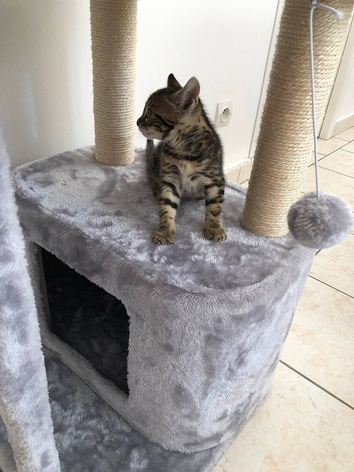 Alba participe au concours pour gagner de l'argent avec cette photo : animal_shelter, carnivore, cat, cat_supply, domestic_short_haired_cat, felidae, flooring, fur, grey, hardwood, pet_supply, plumbing, plumbing_fixture, room, small_to_medium_sized_cats, table, tail, terrestrial_animal, whiskers, wood