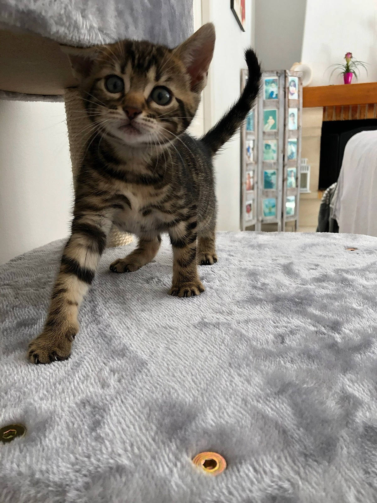 Alba a rejoint le concours — aidez-le/la à gagner de superbes lots ! carnivore, cat, cat_supply, claw, comfort, domestic_short_haired_cat, felidae, flooring, foot, fur, hardwood, houseplant, paw, shelf, sitting, small_to_medium_sized_cats, snout, tail, terrestrial_animal, whiskers