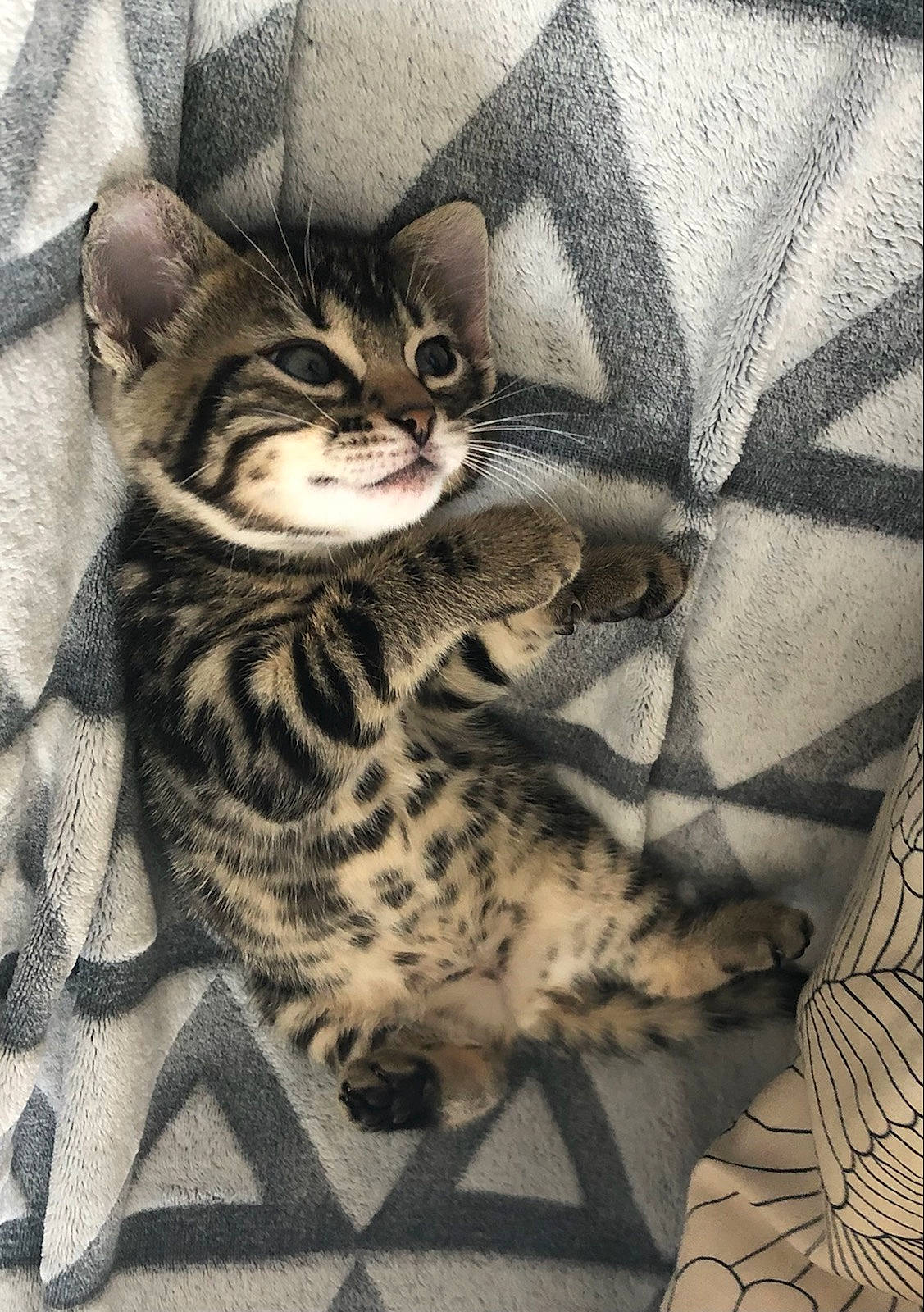 Alba participe au concours pour gagner de l'argent avec cette photo : big_cats, carnivore, cat, comfort, domestic_short_haired_cat, fawn, felidae, foot, fur, grey, linens, monochrome, pattern, paw, sleeve, small_to_medium_sized_cats, snout, terrestrial_animal, whiskers, wildlife