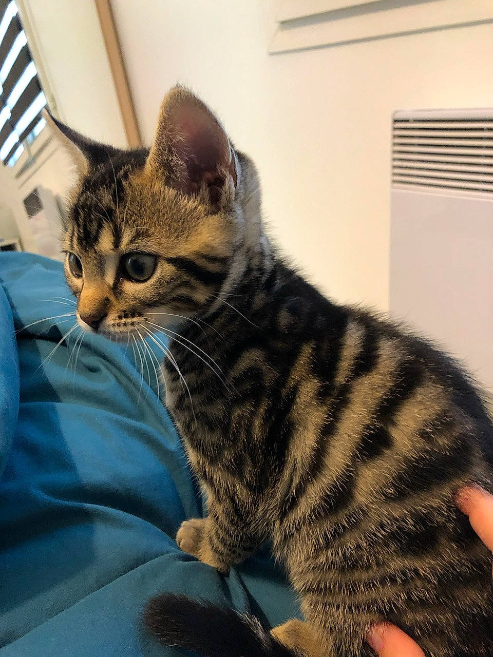 Alba participe au concours pour gagner de l'argent avec cette photo : carnivore, cat, cat_supply, claw, comfort, domestic_short_haired_cat, felidae, fur, paw, sitting, small_to_medium_sized_cats, snout, terrestrial_animal, whiskers