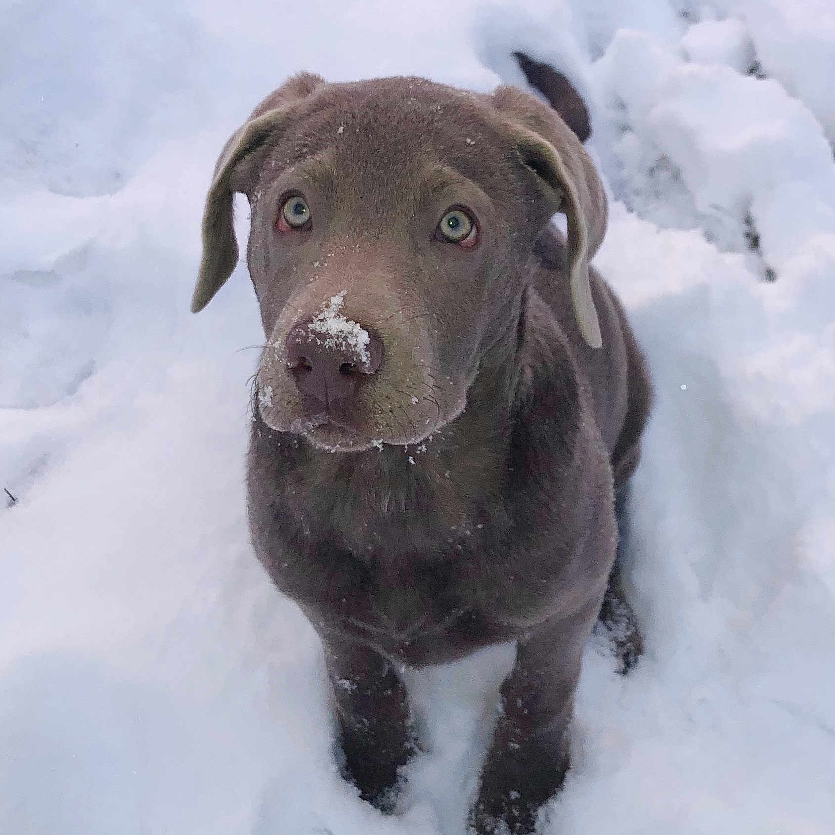 Hunter is registered to the contest to win money with this photo: animal, blizzard, bulldog, canine, dog, hound, ice, labradorretriever, nature, outdoors, pet, pitbull, pointer, puppy, snout, snow, storm, whitedog, winter