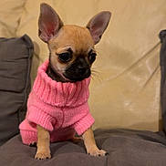 Aïka a rejoint le concours — aidez-le/la à gagner de superbes lots ! puppy, chihuahua, dog, small_dog, pink_sweater, knitted_clothing, pet, cute, indoors, cushion, sofa, beige_background, ears, fur, animal, portrait, sitting, young, domestic_animal, cozy