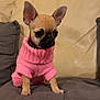 puppy, chihuahua, dog, small_dog, pink_sweater, knitted_clothing, pet, cute, indoors, cushion, sofa, beige_background, ears, fur, animal, portrait, sitting, young, domestic_animal, cozy