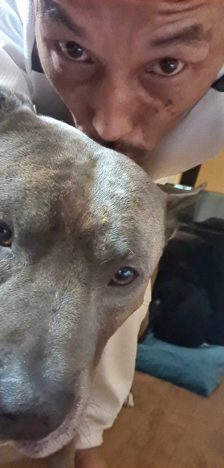 Kush participe au concours pour gagner de l'argent avec cette photo : man, dog, close_up, indoor, pet, face, brown_dog, person, looking, animal, portrait, floor, couch, white_clothing, canine, ears, fur, eyes, nose, house