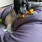 Auguste a rejoint le concours — aidez-le/la à gagner de superbes lots ! puppy, dog, black_and_white, toy, yellow, bean_bag, indoor, pet, chewing, fur, cute, playful, relaxed, cozy, animal, young_dog, cuddly, resting, domestic, comfort