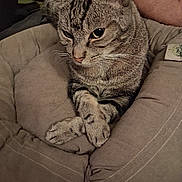 Lucky participe au concours pour gagner de l'argent avec cette photo : animal, cat, close_up, companion, cozy, crossed_paws, cute, domestic_cat, ears, feline, fur, human_arm, indoor, mammal, paws, pet_bed, relaxed, resting, tabby_cat, whiskers