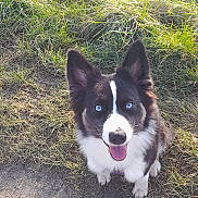 Vaya participe au concours pour gagner de l'argent avec cette photo : dog, blue_eyes, black_and_white, happy, tongue_out, sitting, grass, dirt, outdoor, pet, animal, canine, fur, ears, face, nature, daylight, cute, friendly, looking_up