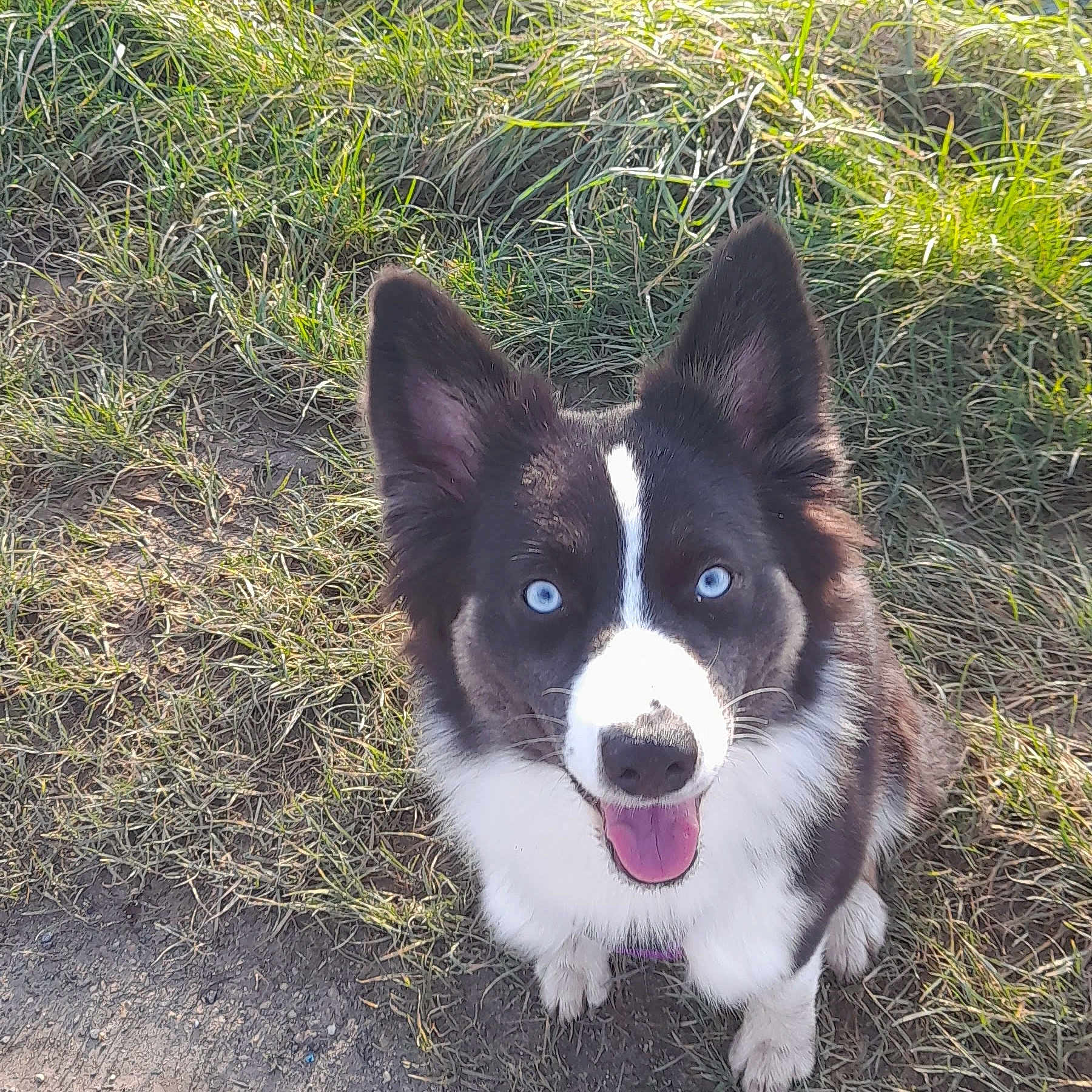 Vaya participe au concours pour gagner de l'argent avec cette photo : animal, black_and_white, blue_eyes, canine, cute, daylight, dirt, dog, ears, face, friendly, fur, grass, happy, looking_up, nature, outdoor, pet, sitting, tongue_out