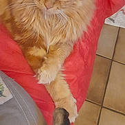 Shelby participe au concours pour gagner de l'argent avec cette photo : cat, orange_cat, paw, touching_paws, feline, indoor, blanket, red_blanket, tile_floor, cozy, pet, animal, fur, cute, relaxed, resting, soft_texture, whiskers, close_up, companion
