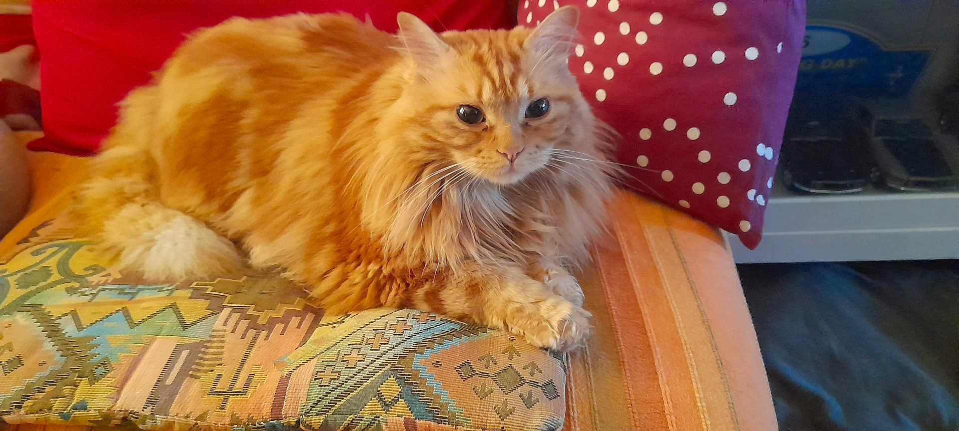 Shelby participe au concours pour gagner de l'argent avec cette photo : cat, orange_cat, fluffy_fur, cushion, patterned_cushion, red_pillow, polka_dots, indoor, pet, furry, relaxed, resting, animal, cozy, sofa, home, cute, whiskers, mammal, fur