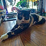 Mars is registered to the contest to win money with this photo: animal, calico, cat, colorful, cozy, curtains, domestic, fan, feline, fur, household, indoor, paw, pet, plant, relaxed, stretching, tabletop, whiskers, wooden_table