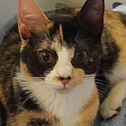 Mars is registered to the contest to win money with this photo: alert, animal, calico, cat, close_up, companion, cozy, curious, cute, domestic, ears, face, feline, fur, indoor, mammal, pet, resting, soft_surface, whiskers