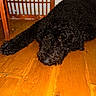 Pearle Negra is registered to the contest to win money with this photo: dog, black_dog, curly_fur, pet, animal, lying_down, floor, wooden_floor, indoors, home, wood, brown, black, portrait, close_up, eyes, nose, poodle_mix, relaxed, sleepy