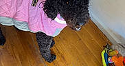 Pearle Negra is registered to the contest to win money with this photo: dog, black_dog, curly_fur, pet, pink_outfit, quilted_coat, harness, collar, leash, open_mouth, indoor, wooden_floor, home, hallway, baby_gate, chair, toy_basket, dog_toys, sunlight, portrait