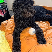 Pearle Negra is registered to the contest to win money with this photo: dog, black_dog, curly_fur, pet, animal, lying_down, bed, orange_bedding, white_ball, toy, indoor, bedroom, home, relaxed, playful, fluffy, long_legs, portrait, television, furniture