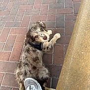 Jasper is registered to the contest to win money with this photo: bench_edge, blue_eyes, brick_pavement, close_up, cute, dog, fur, harness, looking_up, lying_down, merle, outdoor, pavement, paws, person, pet, puppy, shoe, sneaker, top_down_view
