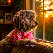 Gypsy is registered to the contest to win money with this photo: animal, candle, cozy, dog, framed_photo, fur, home_interior, indoor, leather_couch, looking_out_window, pet, photography, pink_shirt, plant, portrait, red_shirt, shelf, sunset, warm_light, window