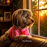 animal, candle, cozy, dog, framed_photo, fur, home_interior, indoor, leather_couch, looking_out_window, pet, photography, pink_shirt, plant, portrait, red_shirt, shelf, sunset, warm_light, window