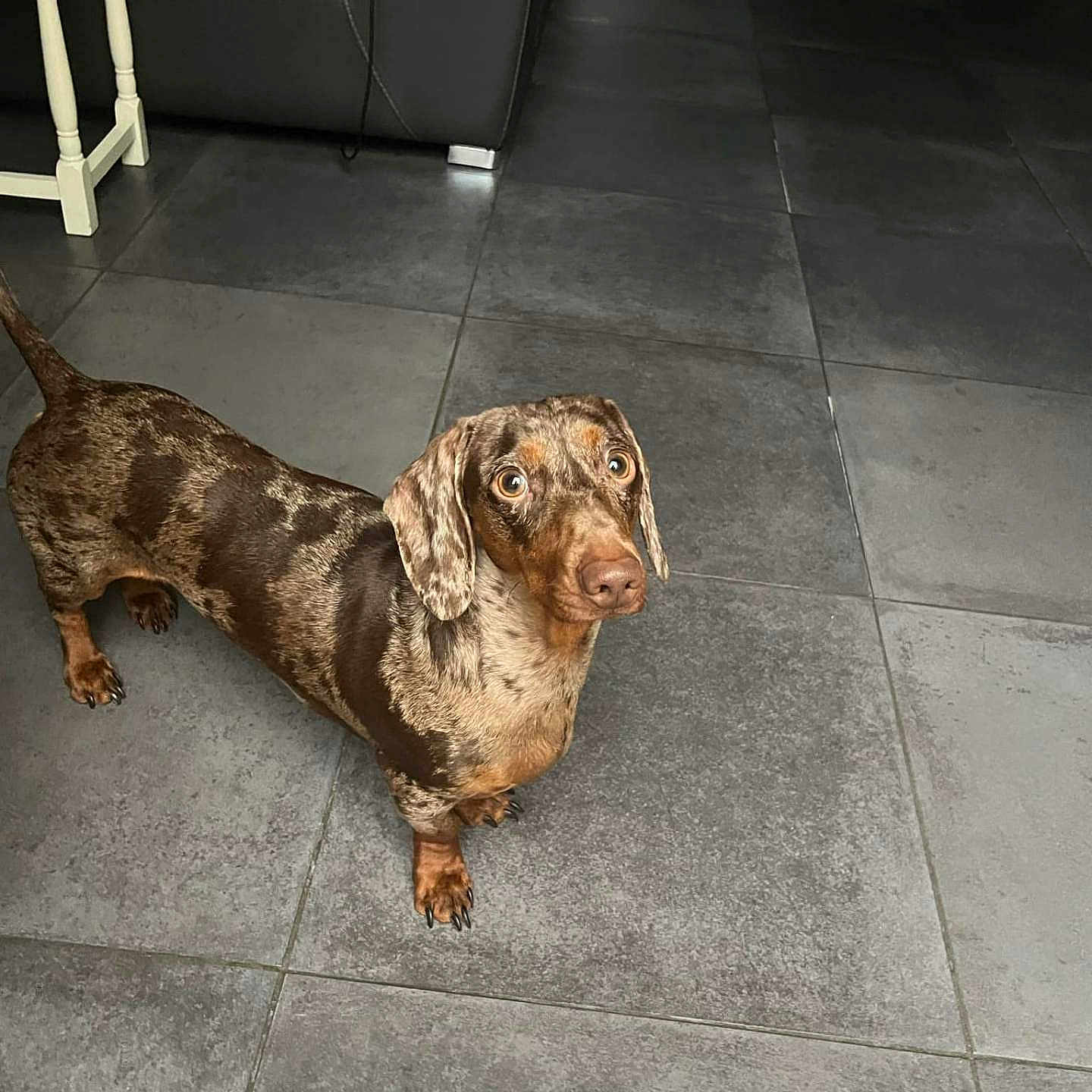 Hazel