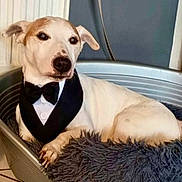 Iman a rejoint le concours — aidez-le/la à gagner de superbes lots ! animal, bed, blanket, bow_tie, canine, cozy, dog, domestic, ears, floor, fur, indoor, looking_away, nose, paw, pet, portrait, resting, tuxedo, white_dog